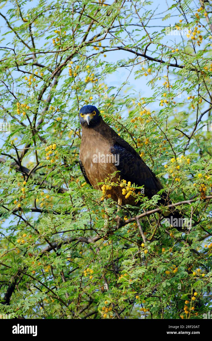 Schlangenadler (Spilornis cheela), Keolade, Ghana, Indien Stockfoto