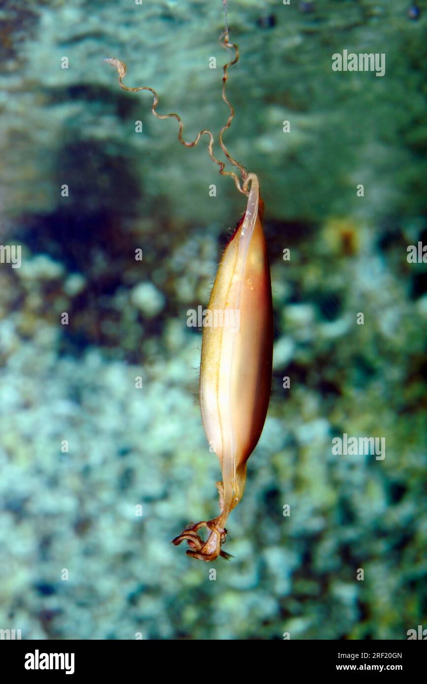 Kleinfleckiger Hundfisch, Ei, Kleinfleckiger Katzenhai (Scyliorhinus canicula) Stockfoto
