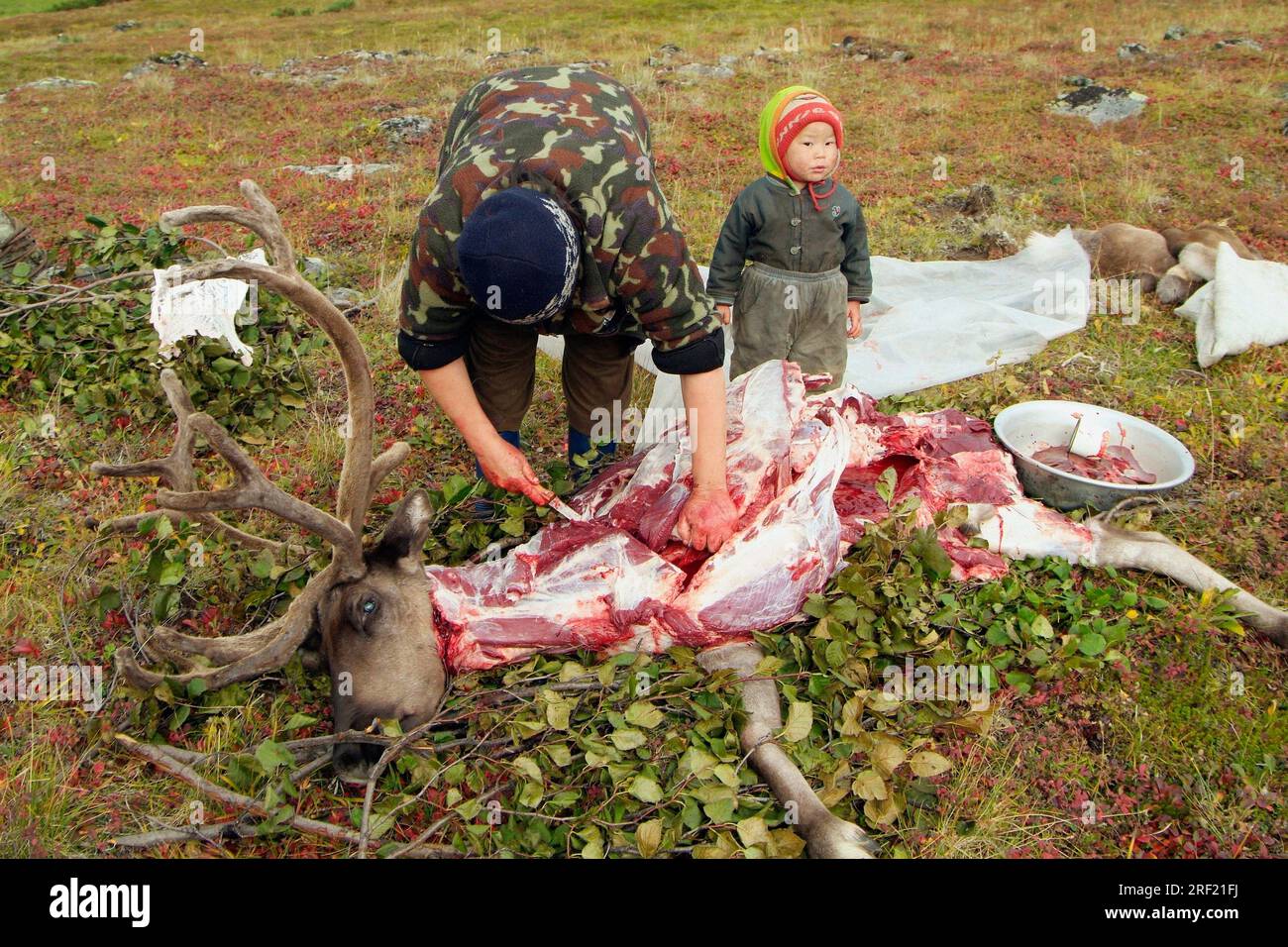 Ein Mensch zerstückelt geschlachtete Rentiere, ein Lager von Rentier-Nomaden, Kamtschatka-Halbinsel, Kamtschatka, Nomaden-Lager, Russland Stockfoto