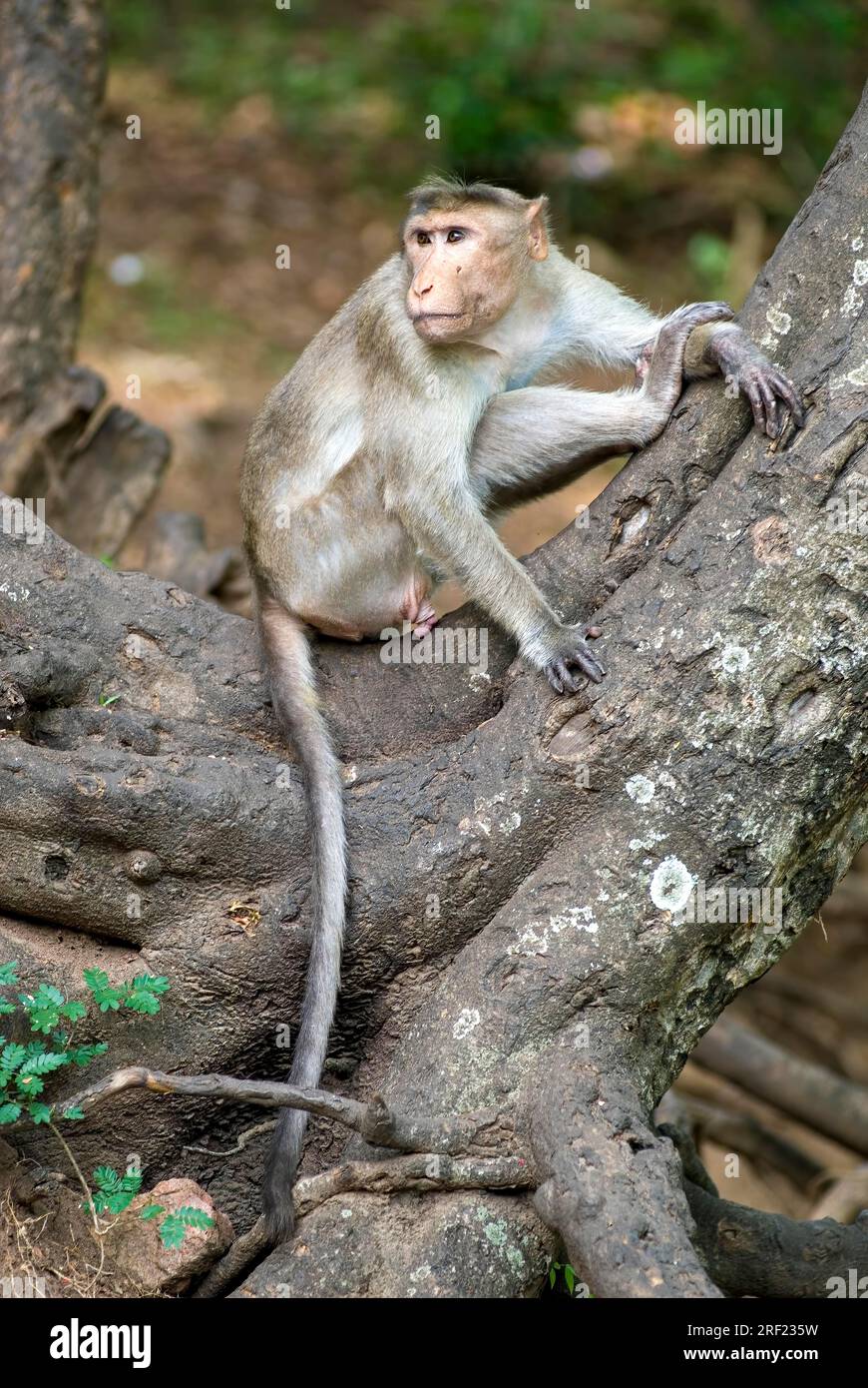 Bonnet Monkey (Macaca radiata) auf dem Alagar Kovil Pazhamudircholai Hügel bei Madurai, Tamil Nadu, Südindien, Indien, Asien Stockfoto