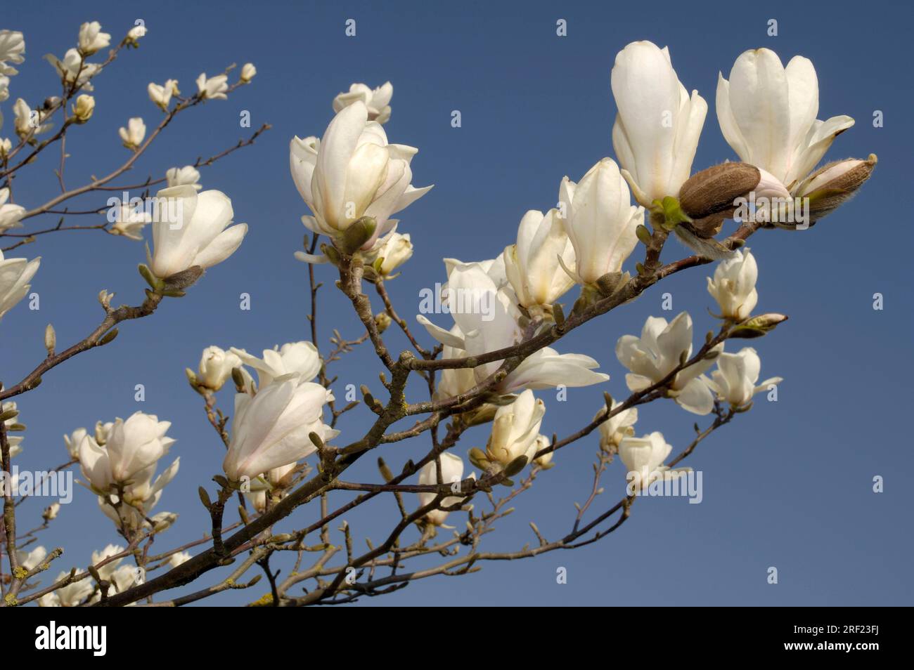 Magnolia 'Emma-Koch Stockfoto