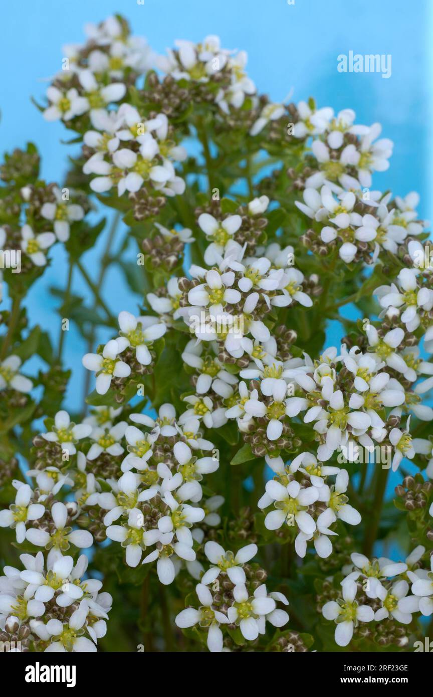 Löffelkraut, echte Löffelkraut (Cochlearia officinalis), Skorbut, Bitterkresse, Löffelkresse, Löffelkraut Stockfoto