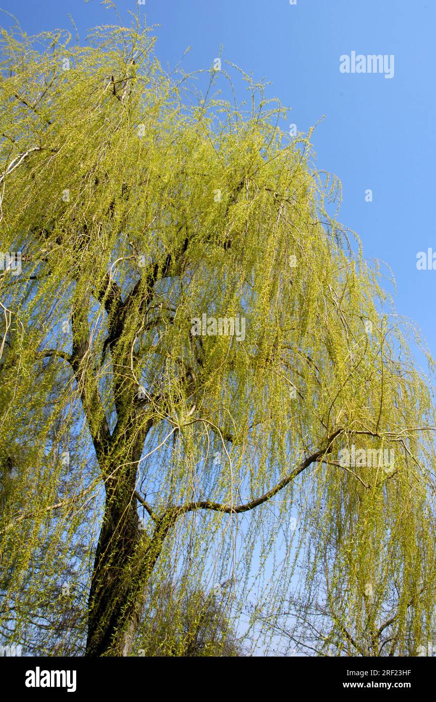 Trauerweide (Salix alba tristis), Silberweide, Weide Stockfoto