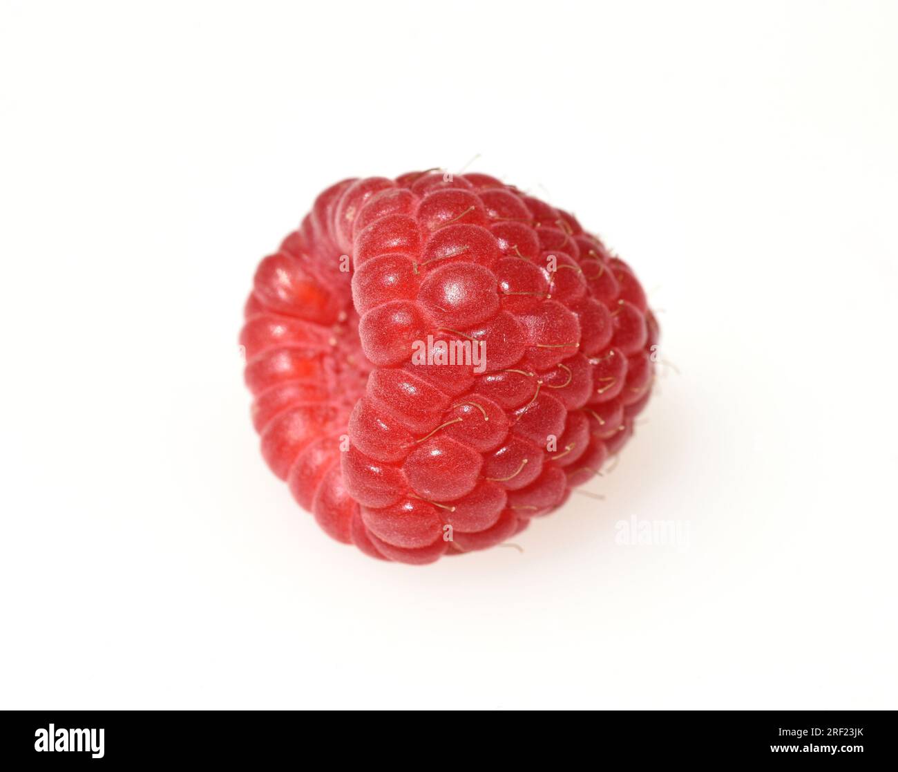 Himbeeren, Rubus idaeus, ist eine leckere Beerenpflanze mit roten Beeren. Stockfoto