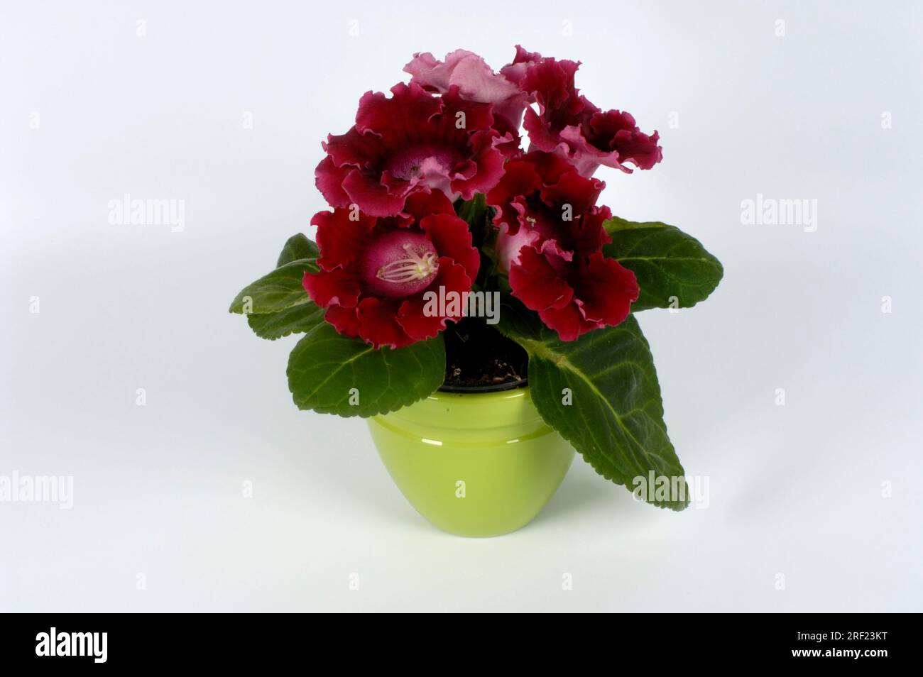 Sinningia (Sinningia speciosa) Stockfoto