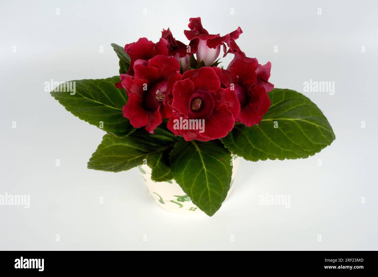 Sinningia (Sinningia speciosa) Stockfoto