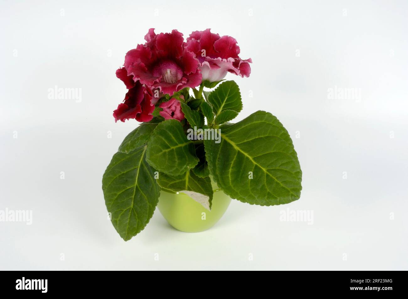 Sinningia (Sinningia speciosa) Stockfoto
