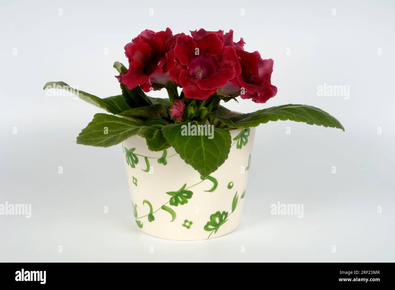 Sinningia (Sinningia speciosa) Stockfoto