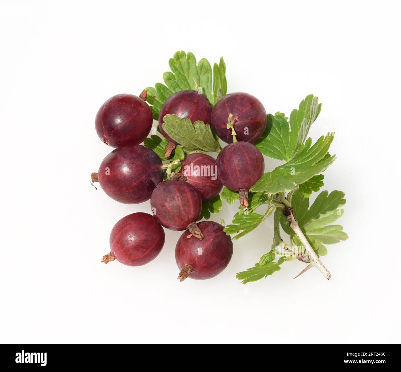 Stachelbeere, Ribes, uva-Crispa, ist eine leckere Beerenpflanze mit grünen, braunen Beeren Stockfoto