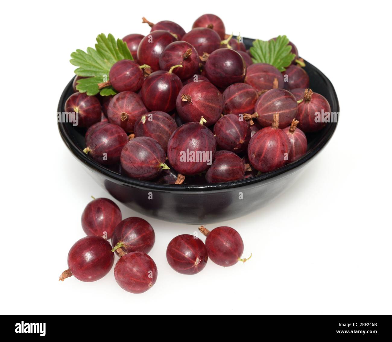 Stachelbeere, Ribes, uva-Crispa, ist eine leckere Beerenpflanze mit grünen, braunen Beeren Stockfoto