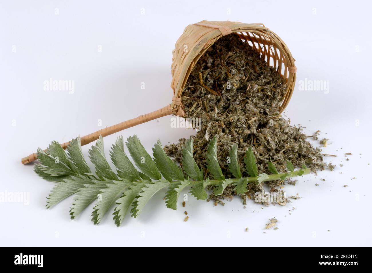 Silberalgen (Potentilla anserina), getrocknete Blätter, Gänseschinken Stockfoto