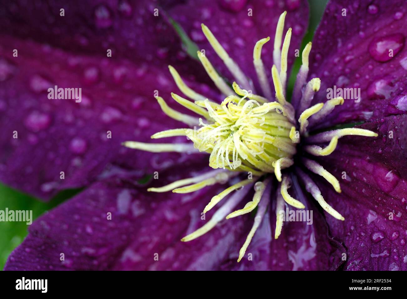 Clematis-Hybride, Blume mit Regentropfen (Clematis) Stockfoto