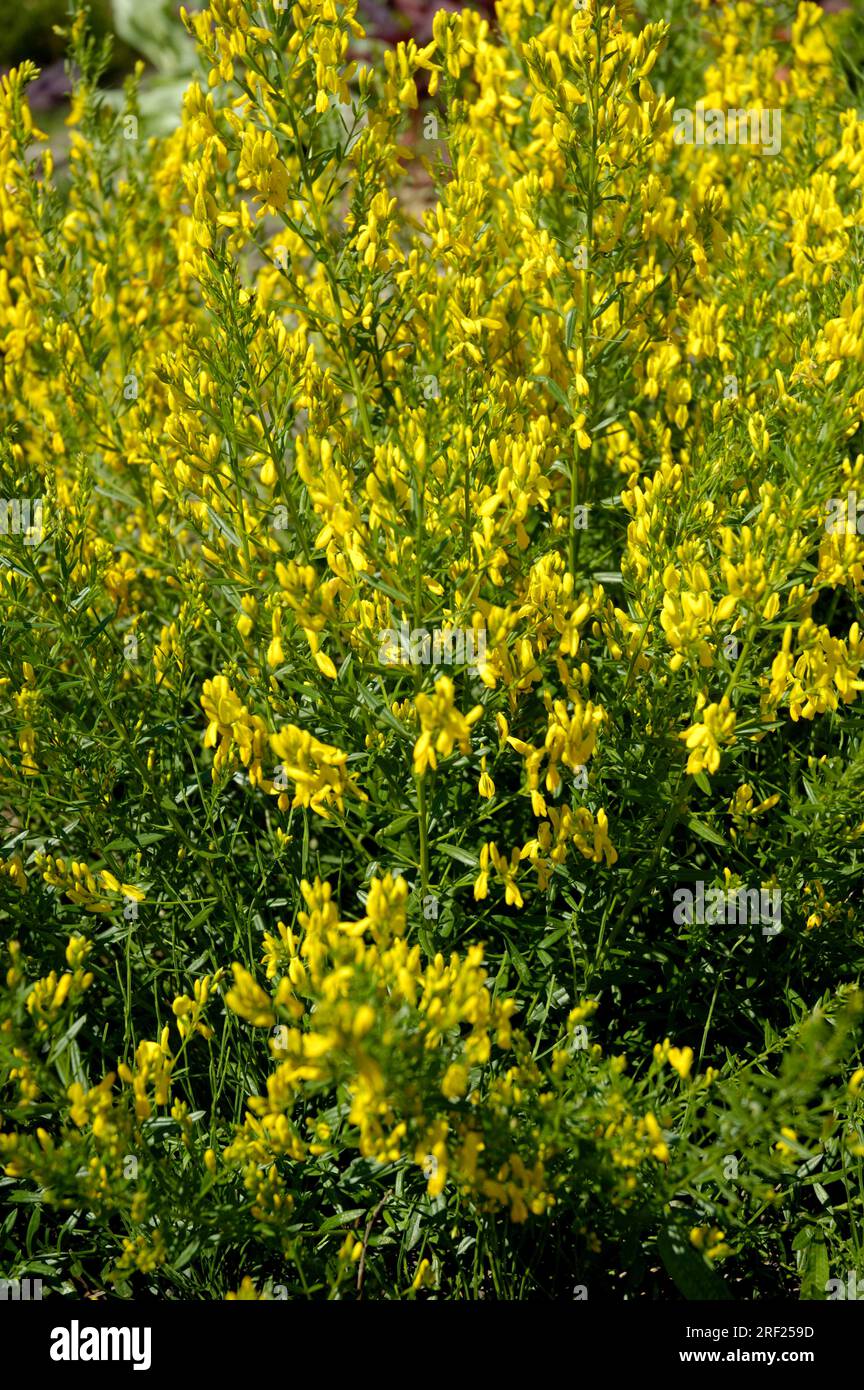 (Genista Tinctoria), Färberbesen Stockfoto