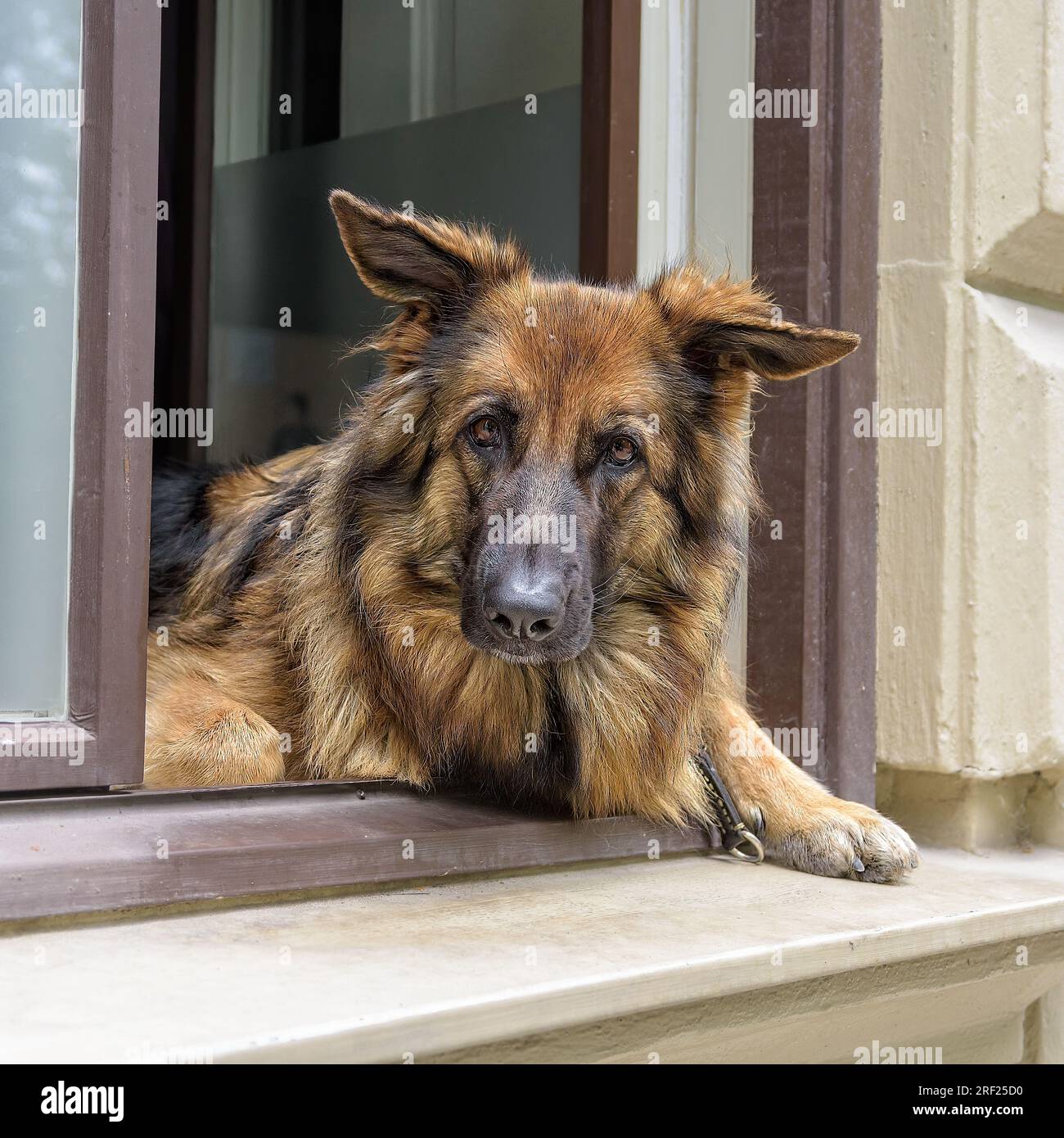 Wache am Fenster Stockfoto