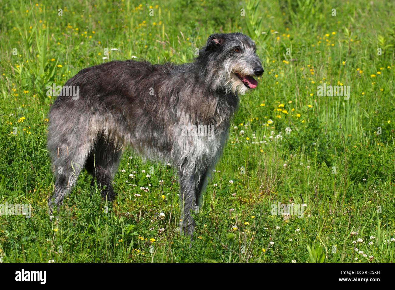 Scottish Deerhound Stockfoto
