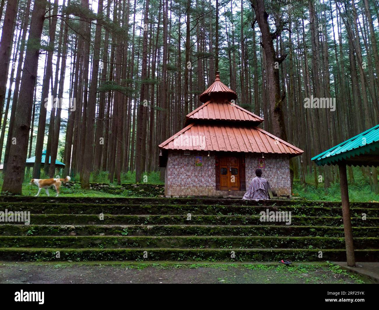 14. Oktober 2022 Uttarakhand Indien. Meditierender Mann im Shiva-Tempel in Uttarakhand Deodar-Wald. Koneshwar Mahadev Tempel, Indien Stockfoto