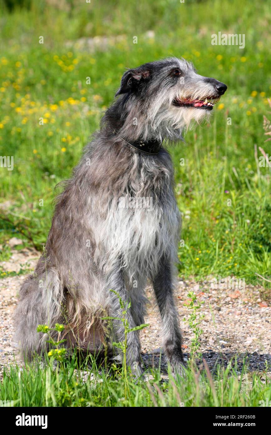 Scottish Deerhound Stockfoto