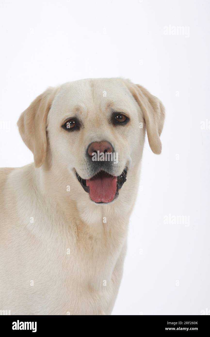 Labrador Retriever Stockfoto