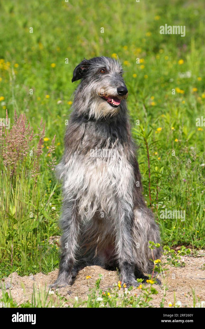 Scottish Deerhound Stockfoto