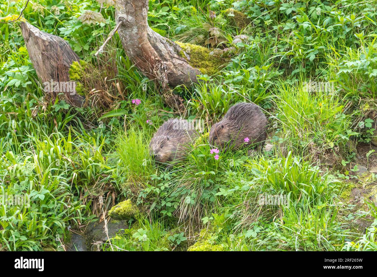 Ein Biberpaar (Castor Fibre) isst Vegetation am Ufer des Flusses Ericht in der Nähe von Blairgowrie, Schottland. Stockfoto