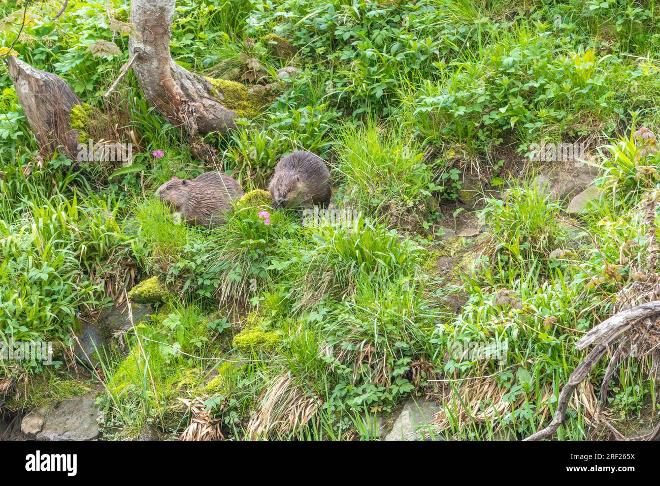 Ein Biberpaar (Castor Fibre) isst Vegetation am Ufer des Flusses Ericht in der Nähe von Blairgowrie, Schottland. Stockfoto