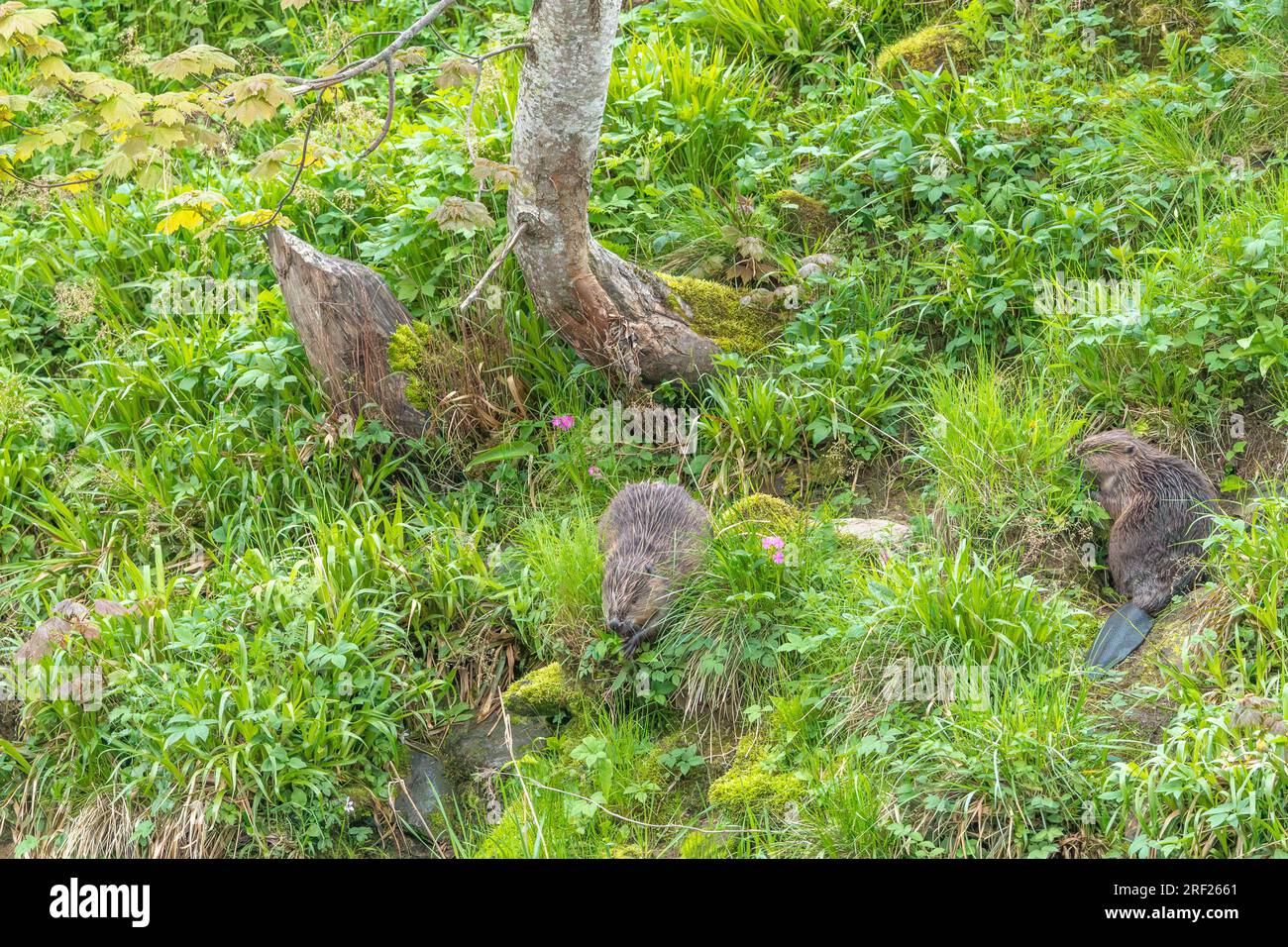 Ein Biberpaar (Castor Fibre) isst Vegetation am Ufer des Flusses Ericht in der Nähe von Blairgowrie, Schottland. Stockfoto