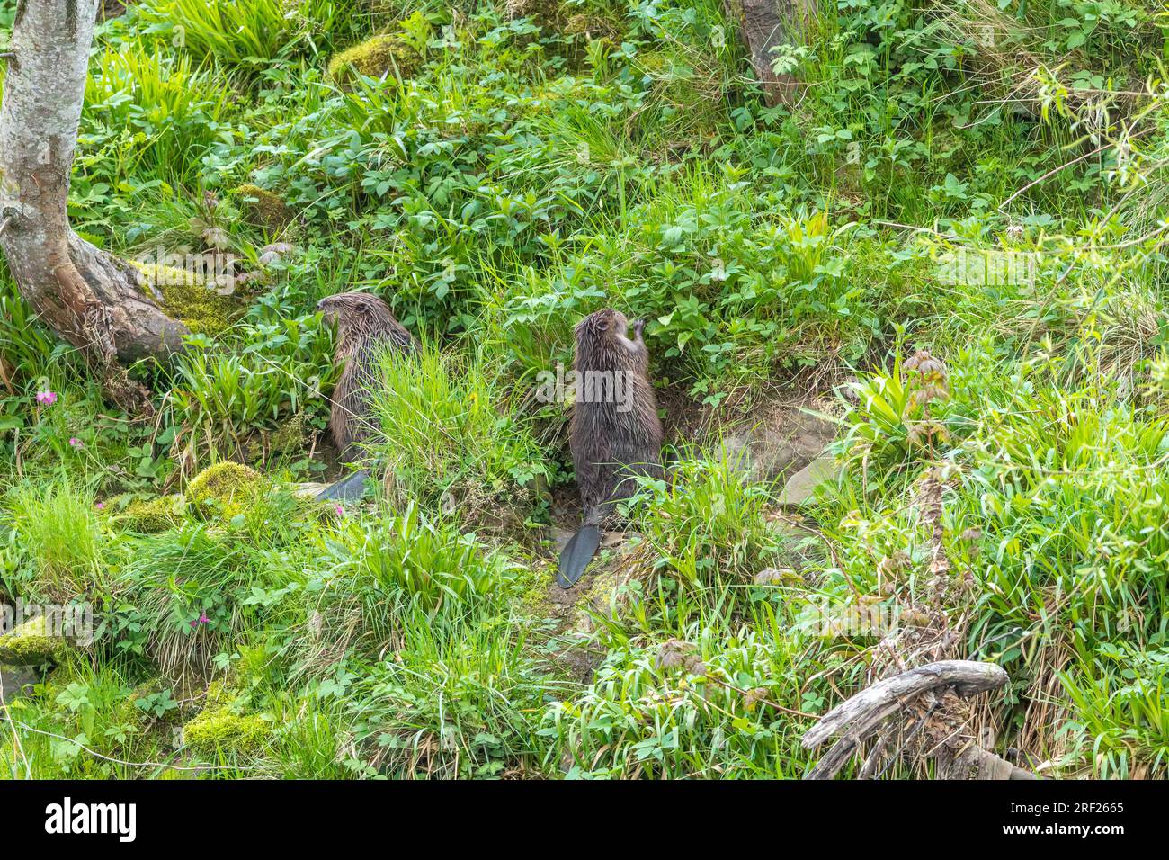 Ein Biberpaar (Castor Fibre) isst Vegetation am Ufer des Flusses Ericht in der Nähe von Blairgowrie, Schottland. Stockfoto