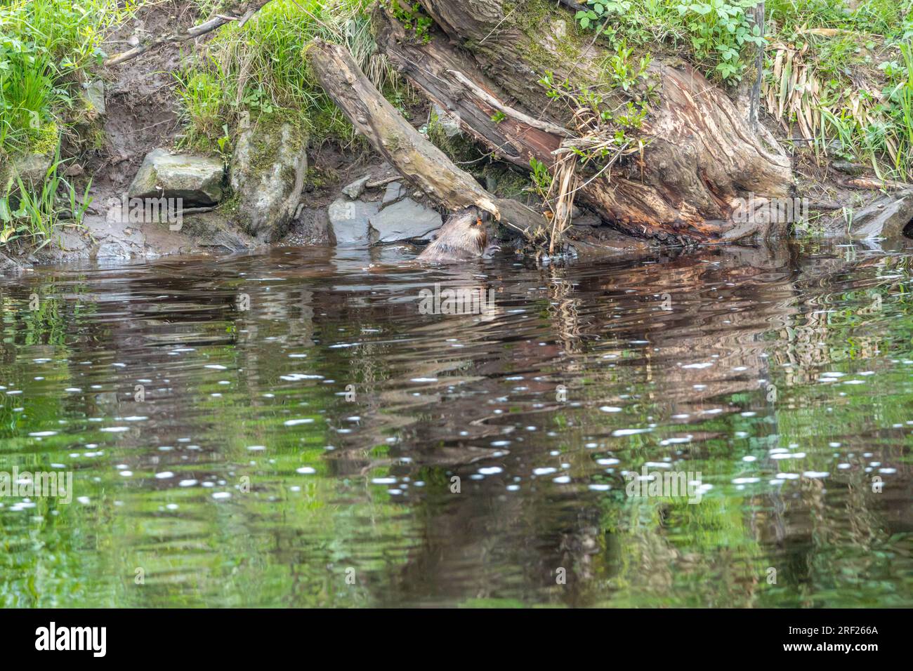 Ein Biber (Castor Fibre), der einen Ast am Fluss Ericht in der Nähe von Blairgowrie, Schottland, kaut. Stockfoto