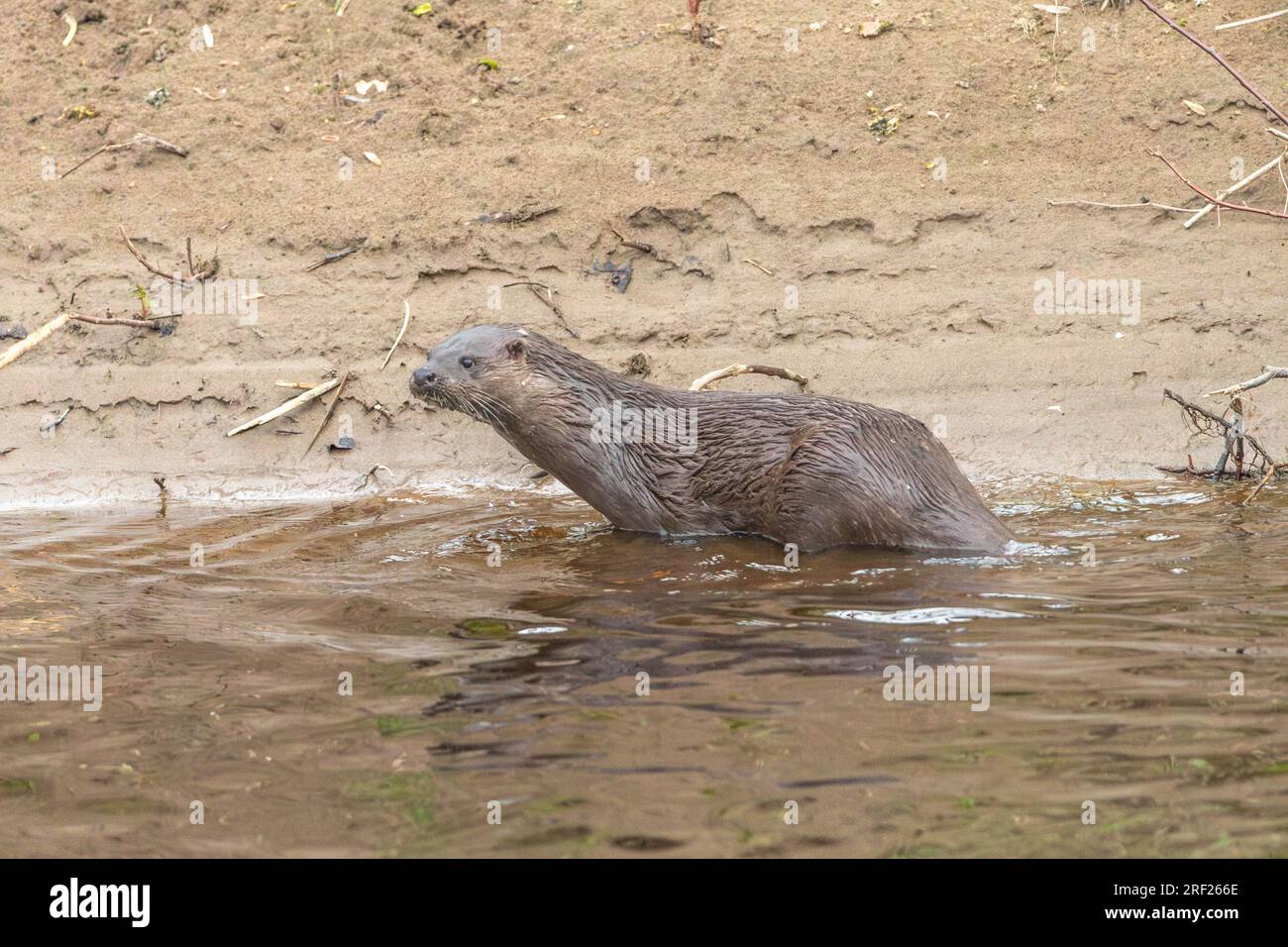 Hundesotter (Lutra lutra), der auf das Ufer des Flusses Ericht in der Nähe von Blairgowrie klettert Stockfoto