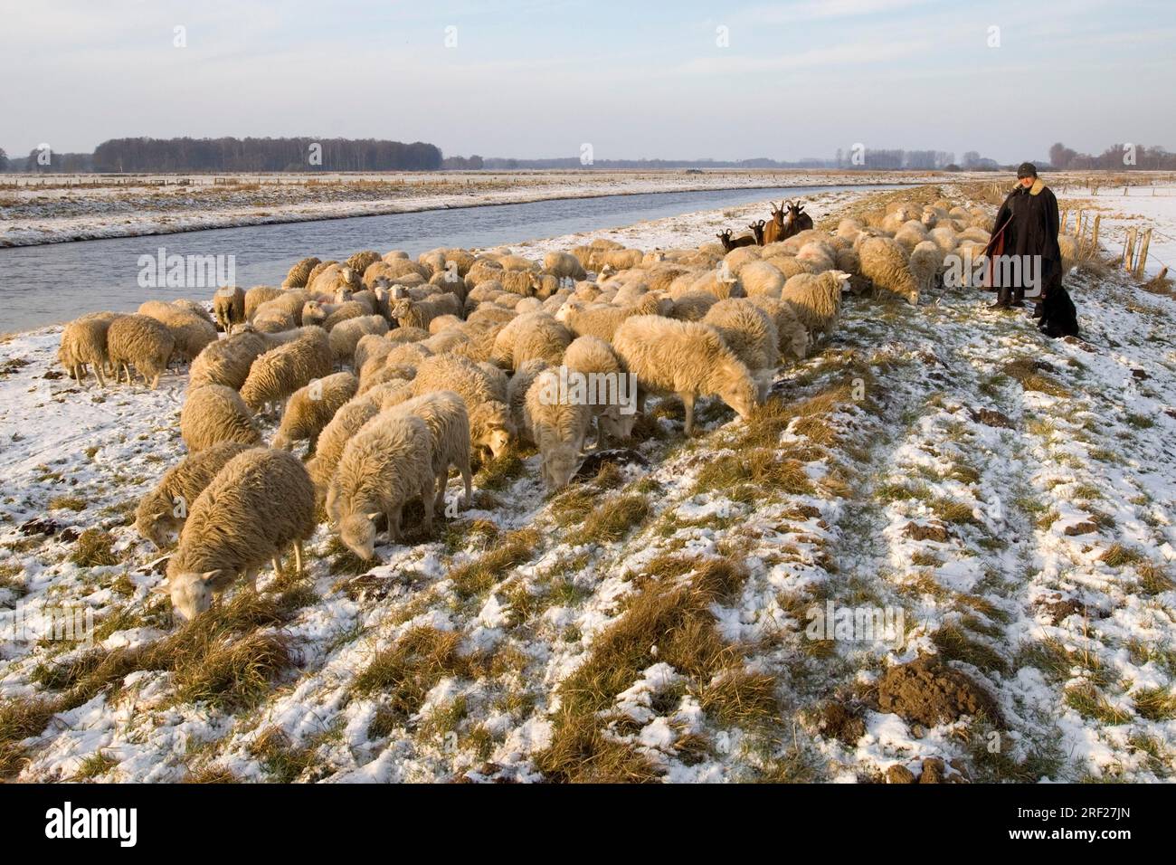 Schäfer mit Herde, Huntedeich, Niedersachsen, Deutschland Stockfoto