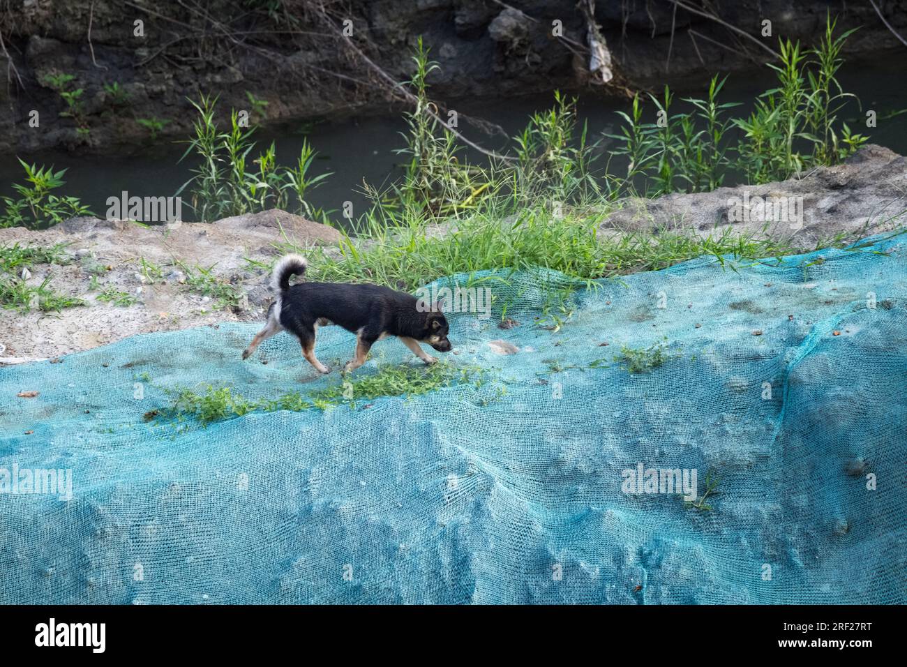 Der kleine Hund am Fluss. Stockfoto