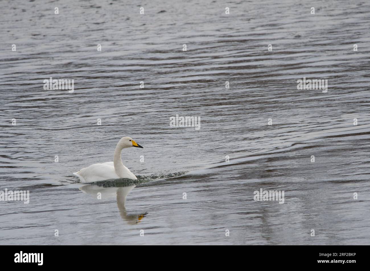 Der Hupenschwan Cygnus cygnus schwimmt. Der Fluss Setsurigawa. Kushiro. Hokkaido. Japan. Stockfoto