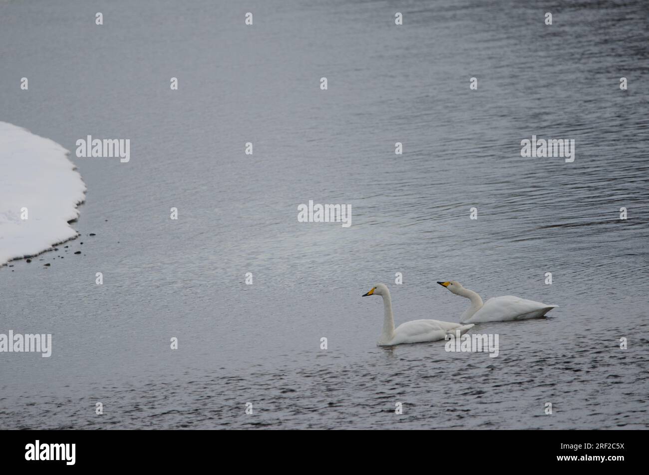 Er schwänzt Cygnus cygnus. Der Fluss Setsurigawa. Kushiro. Hokkaido. Japan. Stockfoto