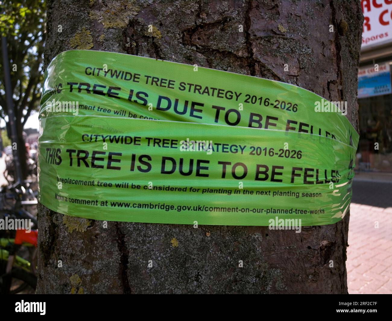 Der Baum muss gefällt werden, Cambridge Stockfoto