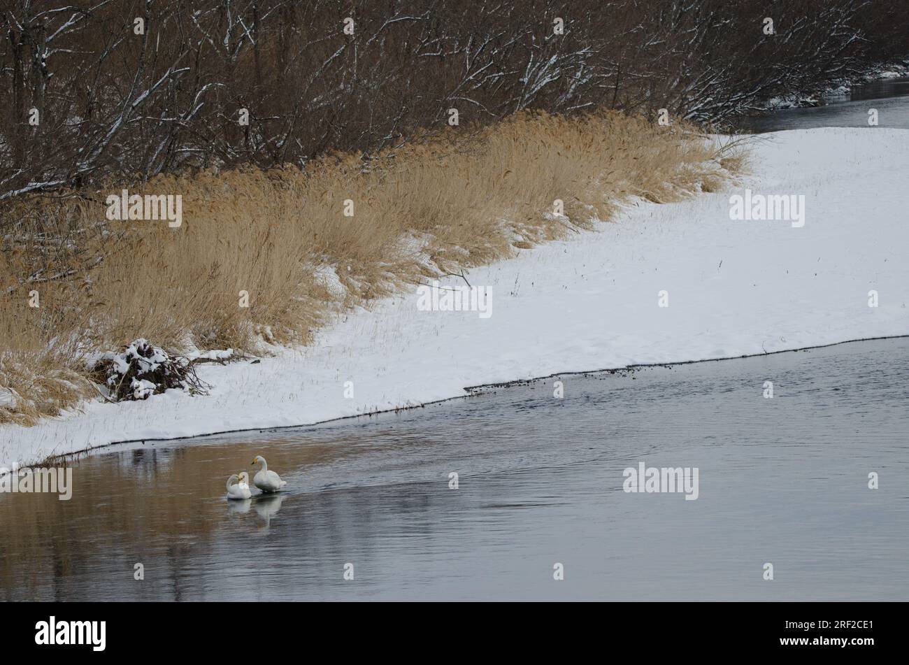 Wer schwingt Cygnus cygnus im Fluss Setsurigawa. Kushiro. Hokkaido. Japan. Stockfoto