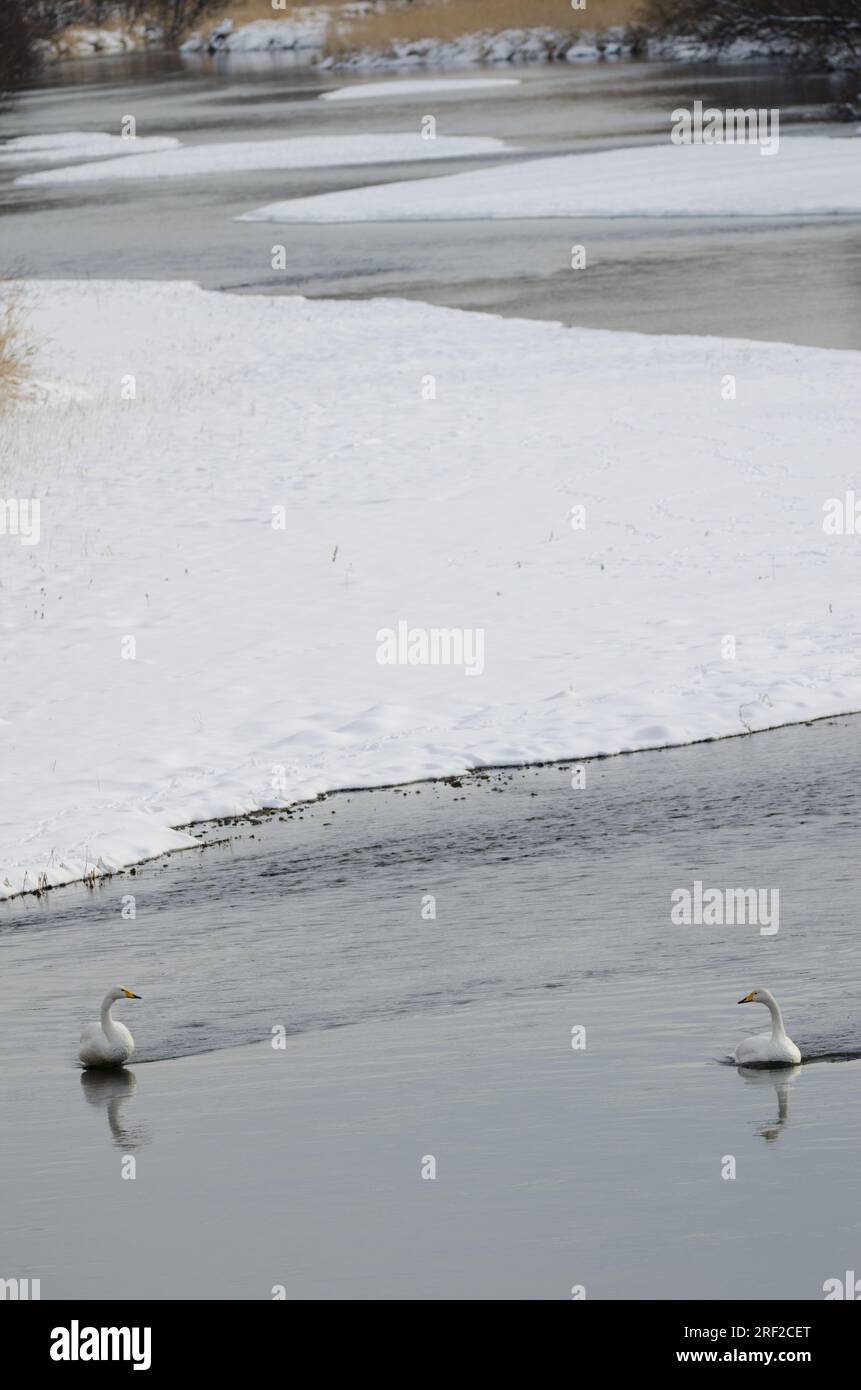 Wer schwingt Cygnus cygnus im Fluss Setsurigawa. Kushiro. Hokkaido. Japan. Stockfoto