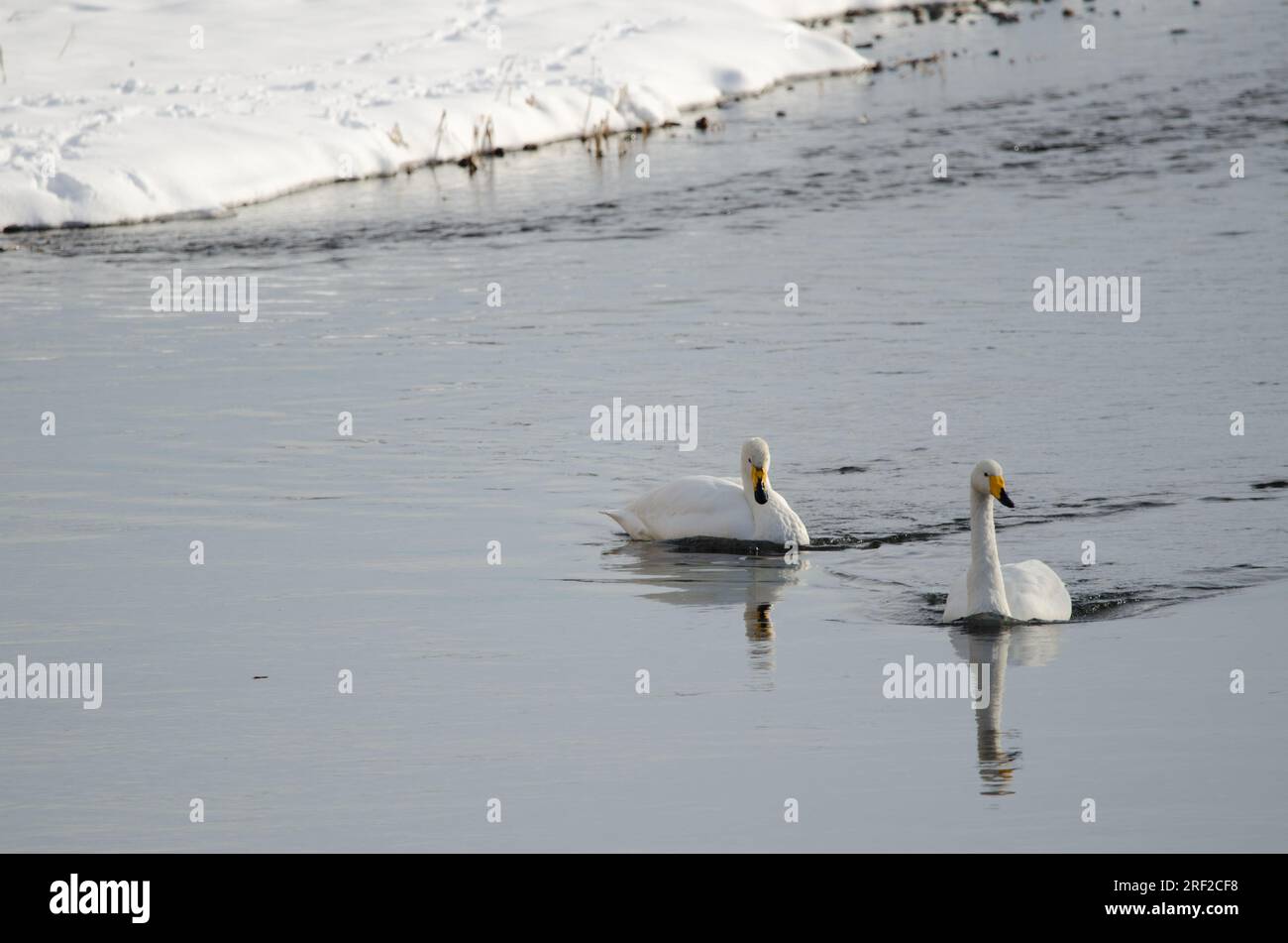 Er schwänzt Cygnus cygnus. Der Fluss Setsurigawa. Kushiro. Hokkaido. Japan. Stockfoto