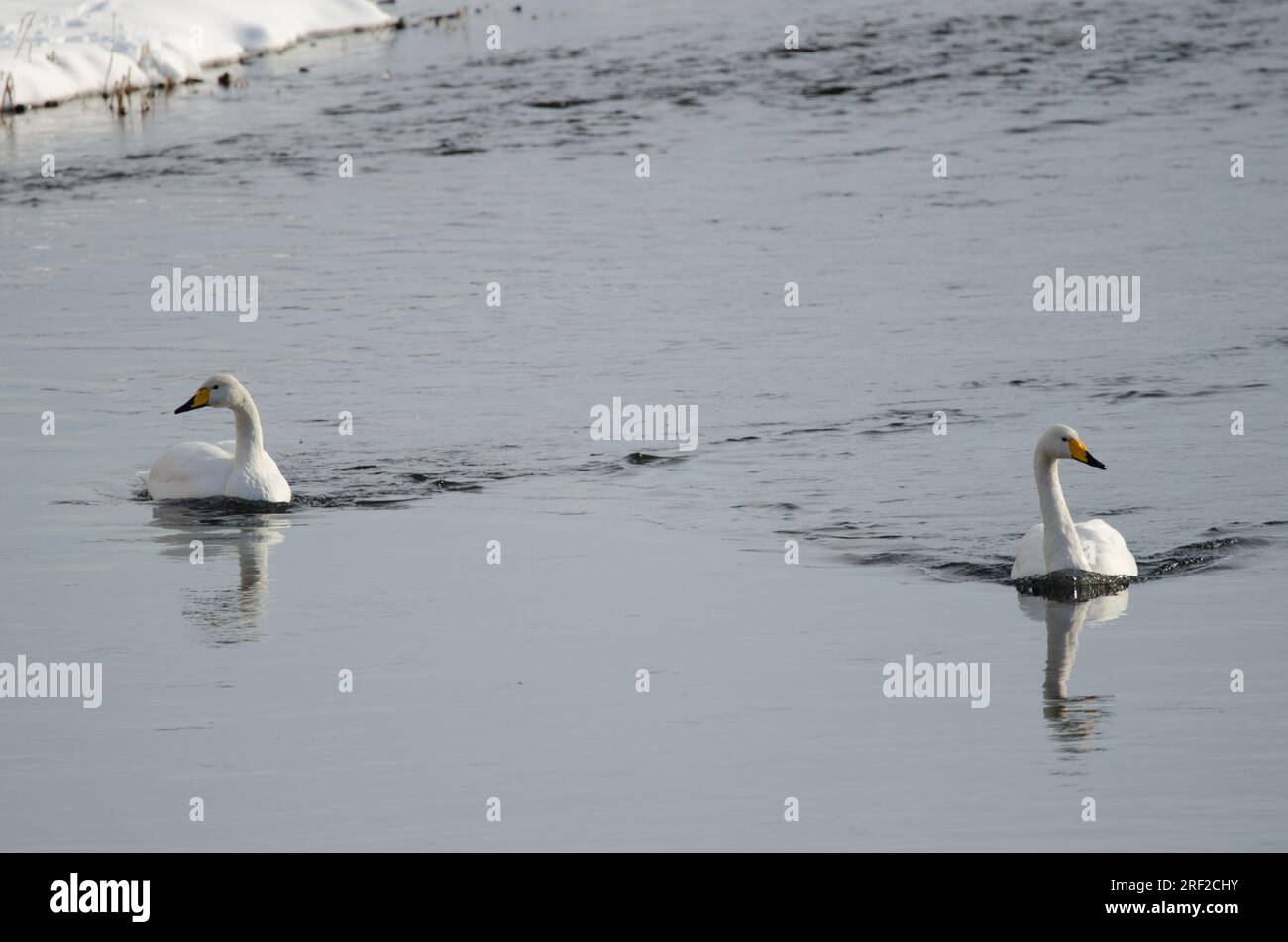 Er schwänzt Cygnus cygnus. Der Fluss Setsurigawa. Kushiro. Hokkaido. Japan. Stockfoto