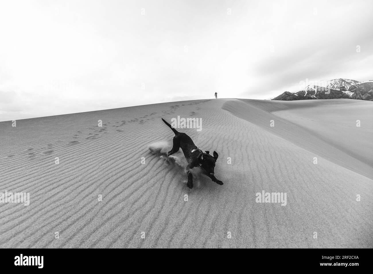 Schwarz und Weiß von aufgeregtem schwarzen Hündchen, das die Sanddünen hinunterläuft Stockfoto