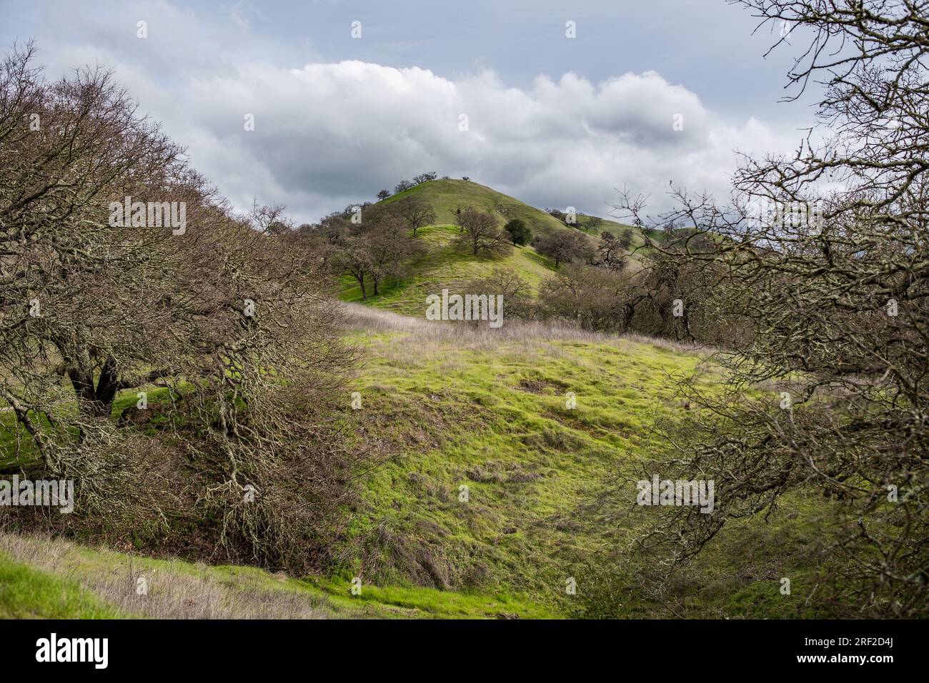 Grüne Hügel mit Eichen an bewölkten Tagen Stockfoto