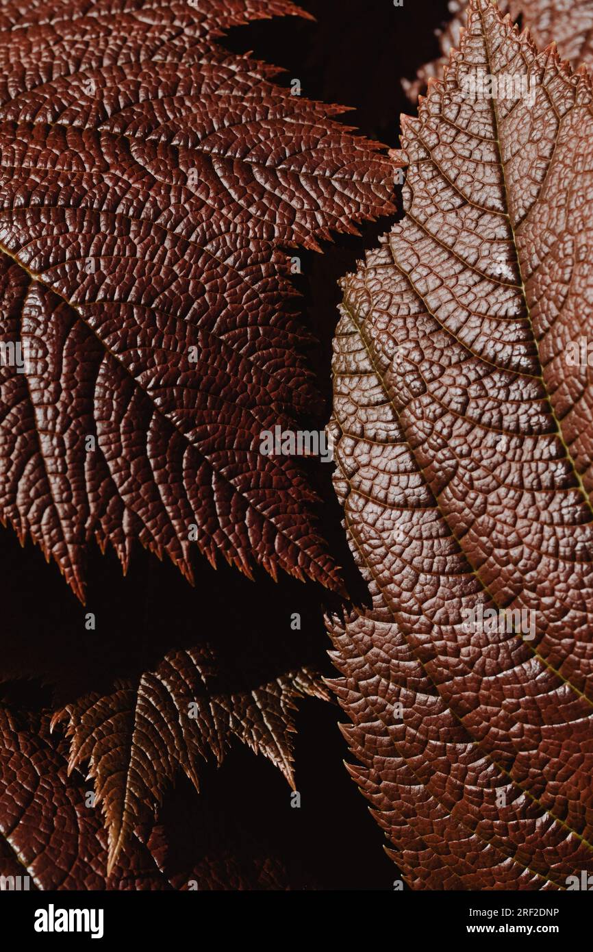 Kontrastreiche Detailaufnahmen von Herbstblättern Stockfoto