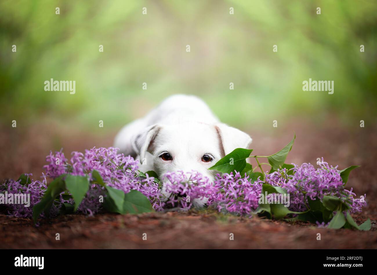 Porträt eines Hundes, der in einem Fliederbaum sitzt. Stockfoto