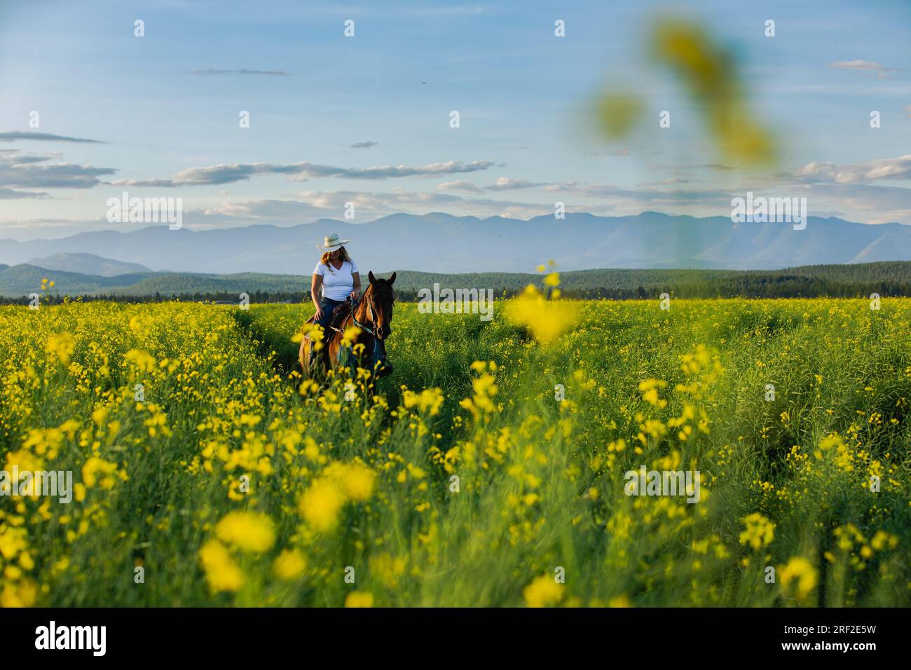 Ein Mädchen auf dem Pferderücken, das in Montana durch ein Rappelfeld reitet Stockfoto