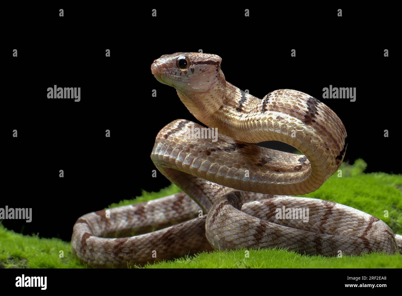 Hundezahnkatzenschlange in Angriffsposition Stockfoto