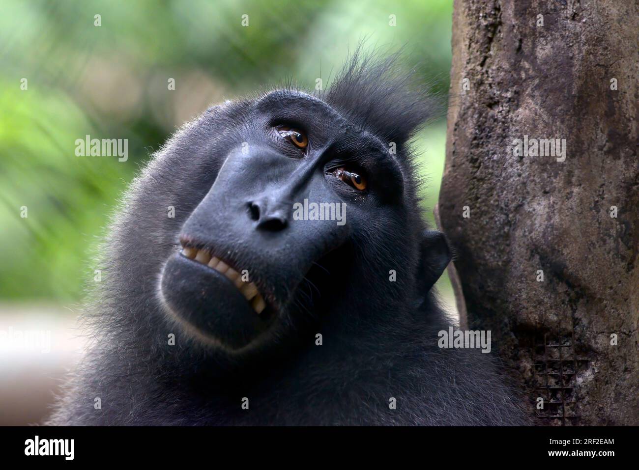 Porträt eines Yaki-Affen (macaca nigra) auf dem Gehege Stockfoto