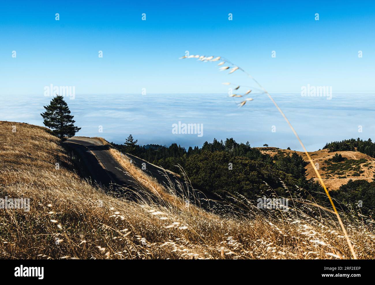Blick über den Nebel auf den Mount Tamalpais, Kalifornien Stockfoto