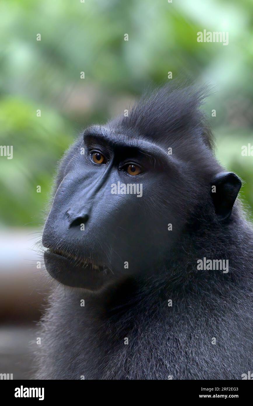 Porträt eines Yaki-Affen (macaca nigra) auf dem Gehege Stockfoto