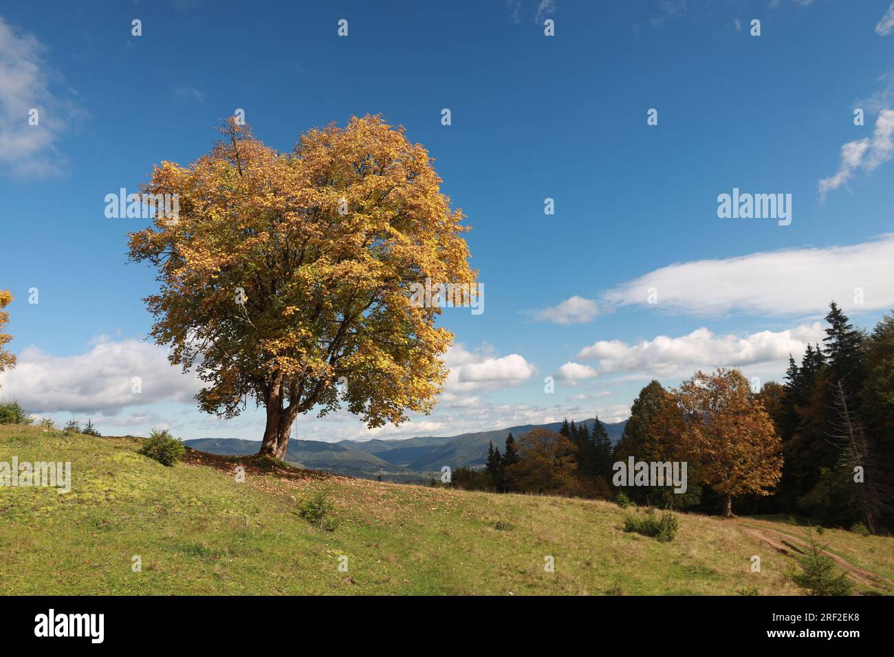 Ein gelblicher Baum vor dem Hintergrund grüner Hügel und des Himmels Stockfoto