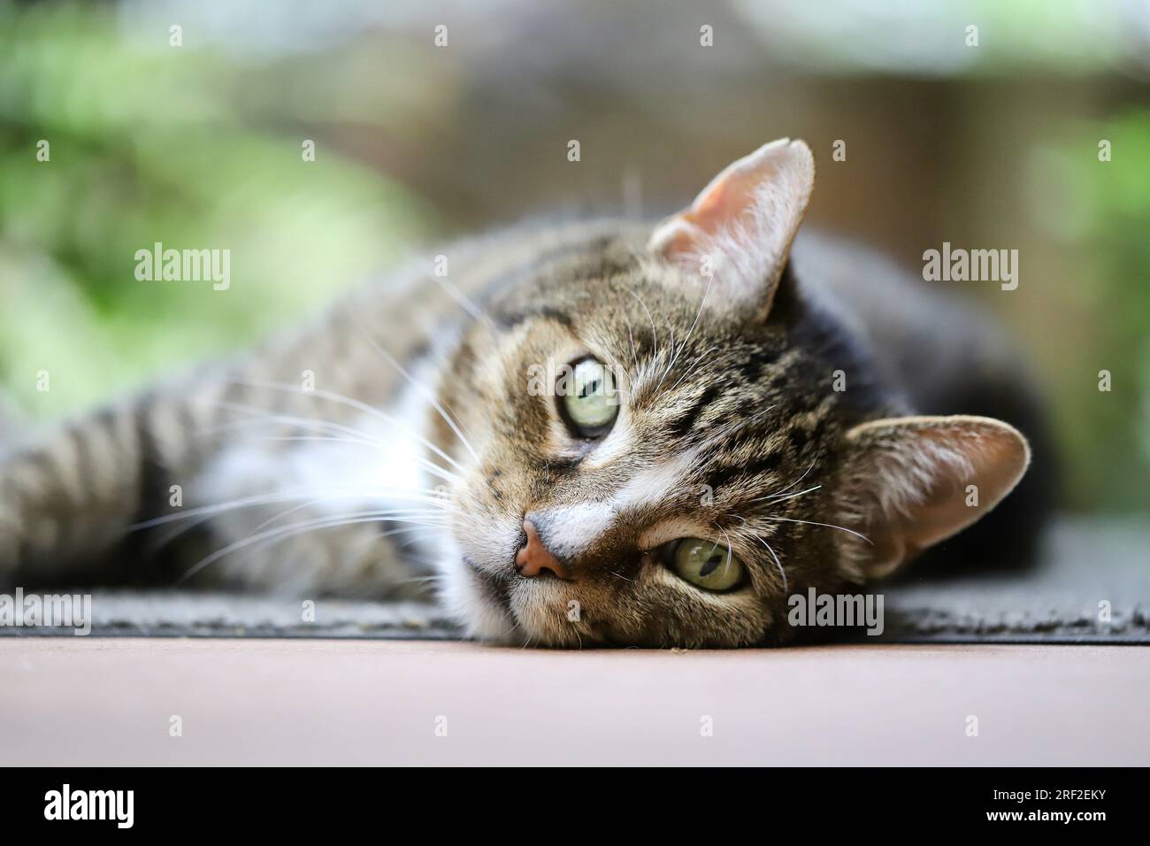 Eine Katze, die im Garten schläft Stockfoto