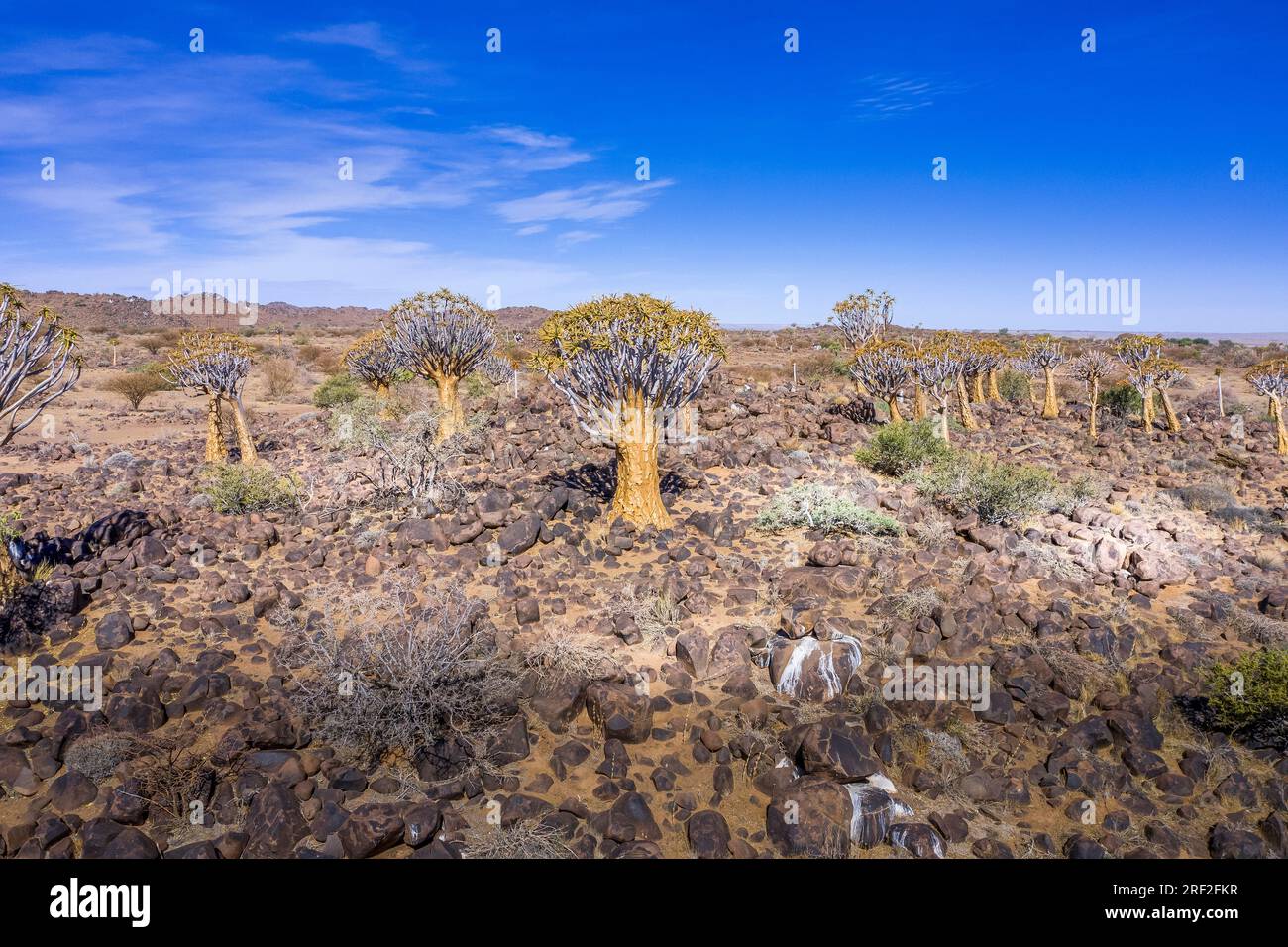 Impressionen von Quivertree Forest, Aloidendron dichotomum, Keetmanshoop, Namibia Stockfoto